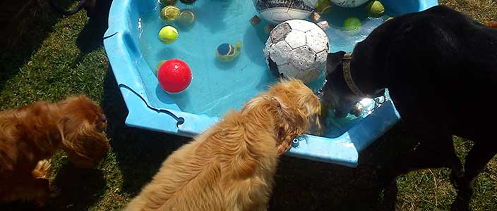 Dogs enjoying activities