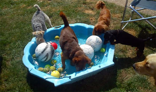 Dogs playing in water