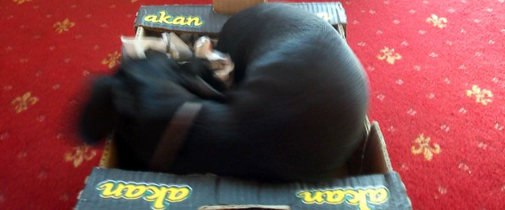 Playing with a box