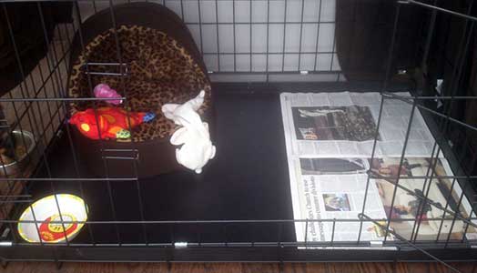 A cage for house training