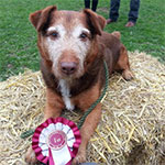 Novelty Dog Shows