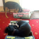 Games for Less Mobile Dogs
