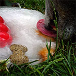 Kong ice surprise