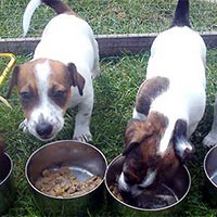Two cute puppies