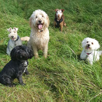 Dog walking