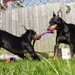 Terriers