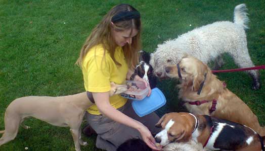 Ice cubes for dogs