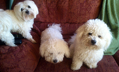 Puppies at home