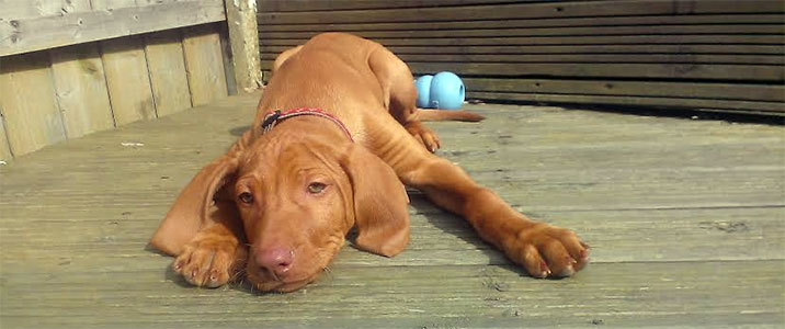 Another sleepy puppy