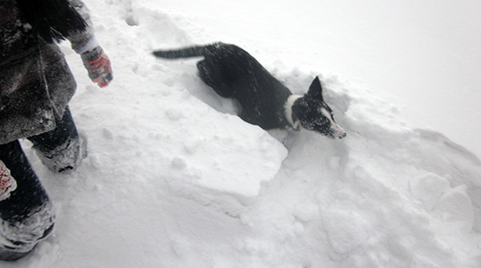 A dog in snow