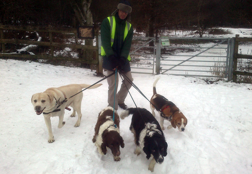 Dogs being walked in the snow